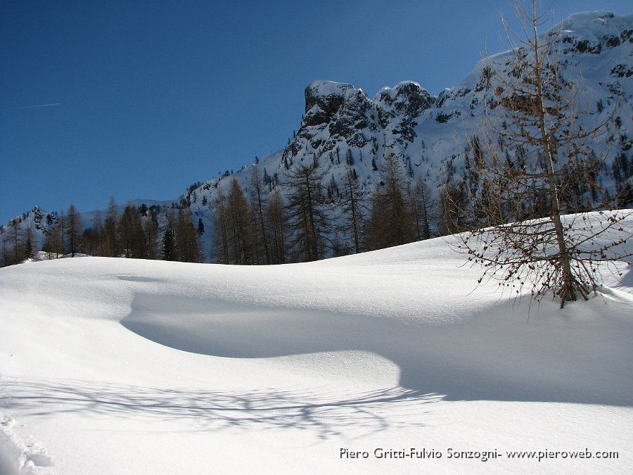 29 Ombra di larice spoglio.jpg